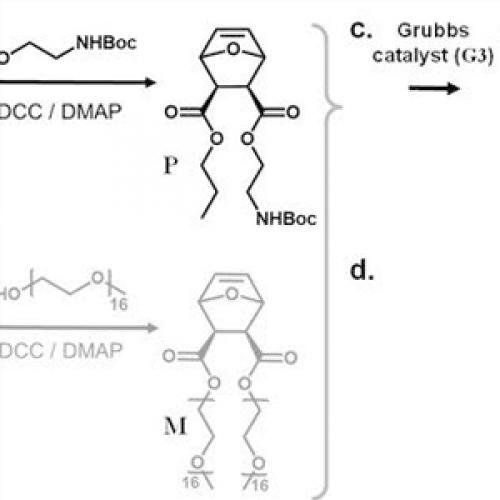 Protected PEG Intermediates: Benzyl & Phenyl PEG Derivatives