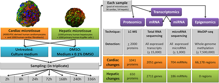 DMSO’s impact on cellular processes DMSO’s impact on cellular processes